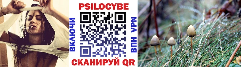 что такое   Фрязино  Псилоцибиновые грибы Cubensis 